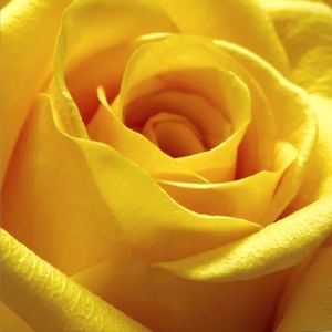 Meet your Posher, Gea